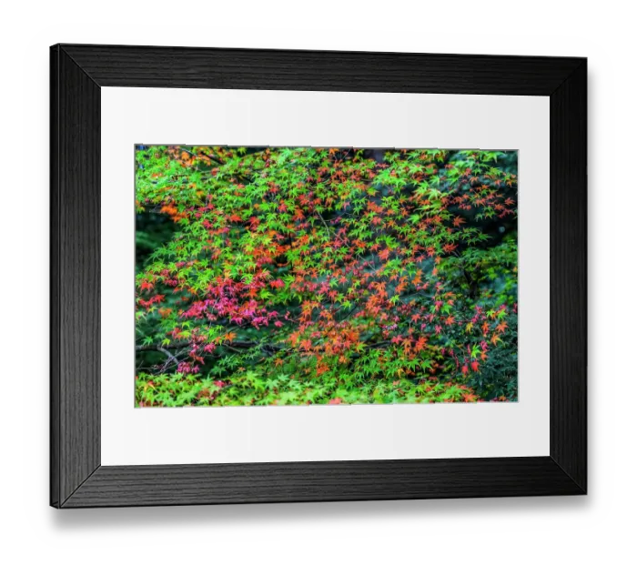 Framed Print : Colorful foliage, Tofuku-ji Buddhist temple, Kyoto, Japan. Famous for its autumn leaves, dates to 1236 Framed Print : Colorful foliage, Tofuku-ji Buddhist temple, Kyoto, Japan. Famous for its autumn leaves, dates to 1236