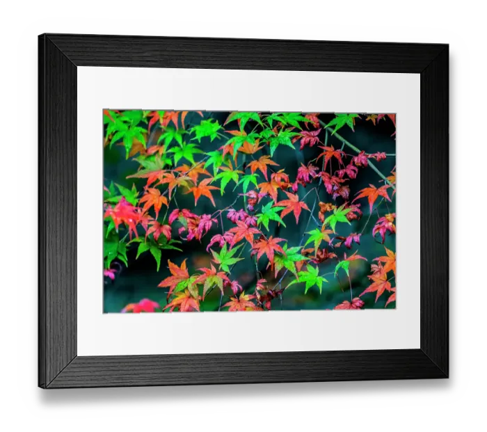 Framed Print : Colorful foliage, Tofuku-ji Buddhist temple, Kyoto, Japan. Famous for its autumn leaves, dates to 1236 Framed Print : Colorful foliage, Tofuku-ji Buddhist temple, Kyoto, Japan. Famous for its autumn leaves, dates to 1236