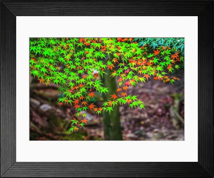 Framed Print : Colorful foliage, Tofuku-ji Buddhist temple, Kyoto, Japan. Famous for its autumn leaves, dates to 1236 Framed Print : Colorful foliage, Tofuku-ji Buddhist temple, Kyoto, Japan. Famous for its autumn leaves, dates to 1236