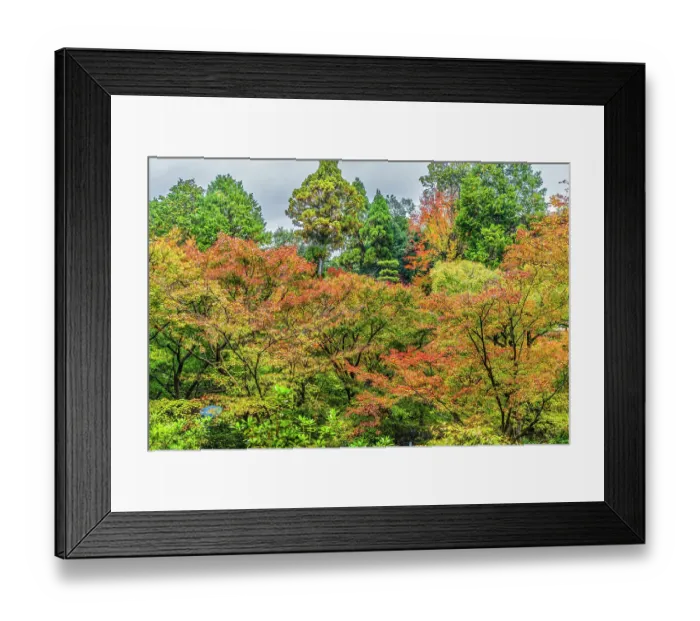 Framed Print : Colorful foliage, Tofuku-ji Buddhist temple, Kyoto, Japan. Dates to 1236. Famous view from Tsutenkyo Bridge