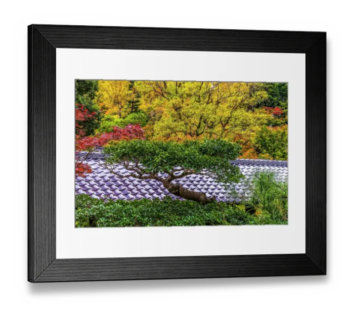 Framed Print : Colorful Autumn foliage, Tofuku-ji Buddhist temple, Kyoto, Japan. Famous for its autumn leaves, dates to 1236 Framed Print : Colorful Autumn foliage, Tofuku-ji Buddhist temple, Kyoto, Japan. Famous for its autumn leaves, dates to 1236