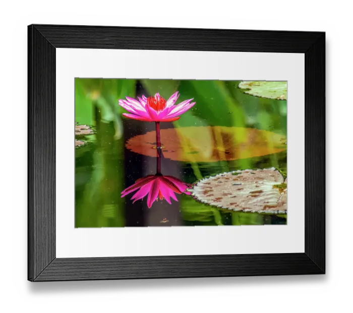 Framed Print : Garden pool, Luang Prabang, Laos. Close-up portrait of bright pink waterlily reflected in the waters of a garden pool