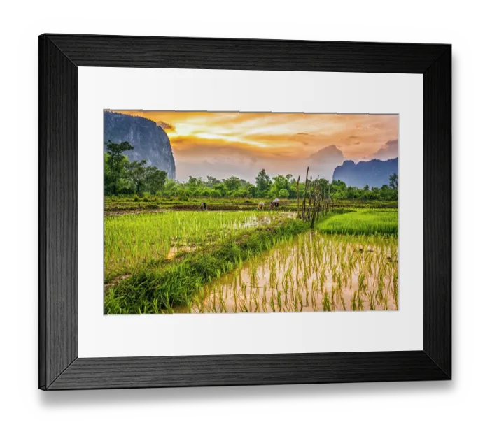 Framed Print : Rice paddies, Laos. Landscape portrait of villagers working at sunset in the rice paddies Framed Print : Rice paddies, Laos. Landscape portrait of villagers working at sunset in the rice paddies