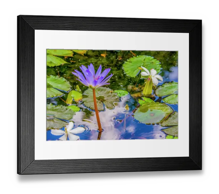 Framed Print : Garden pond, Laos. Close-up portrait of purple waterlily and frangipani floating amid lily pads in a garden pond Framed Print : Garden pond, Laos. Close-up portrait of purple waterlily and frangipani floating amid lily pads in a garden pond