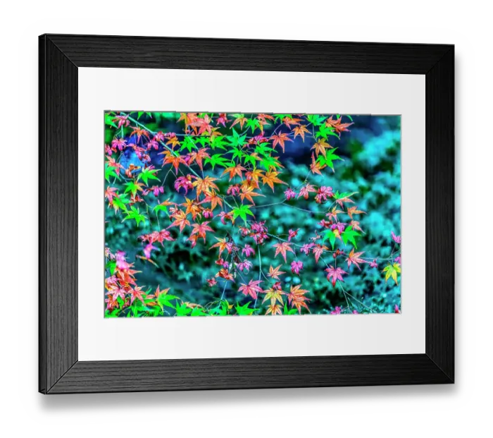Framed Print : Colorful foliage, Tofuku-ji Buddhist temple, Kyoto, Japan. Famous for its autumn leaves, dates to 1236 Framed Print : Colorful foliage, Tofuku-ji Buddhist temple, Kyoto, Japan. Famous for its autumn leaves, dates to 1236