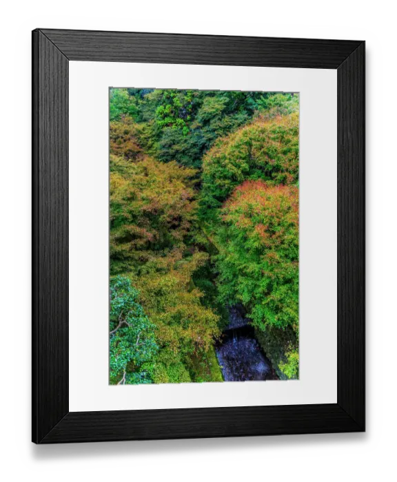 Framed Print : Colorful foliage, Tofuku-ji Buddhist temple, Kyoto, Japan. Famous for its autumn leaves, dates to 1236. Famous view from Tsutenkyo Bridge in temple Framed Print : Colorful foliage, Tofuku-ji Buddhist temple, Kyoto, Japan. Famous for its autumn leaves, dates to 1236. Famous view from Tsutenkyo Bridge in temple