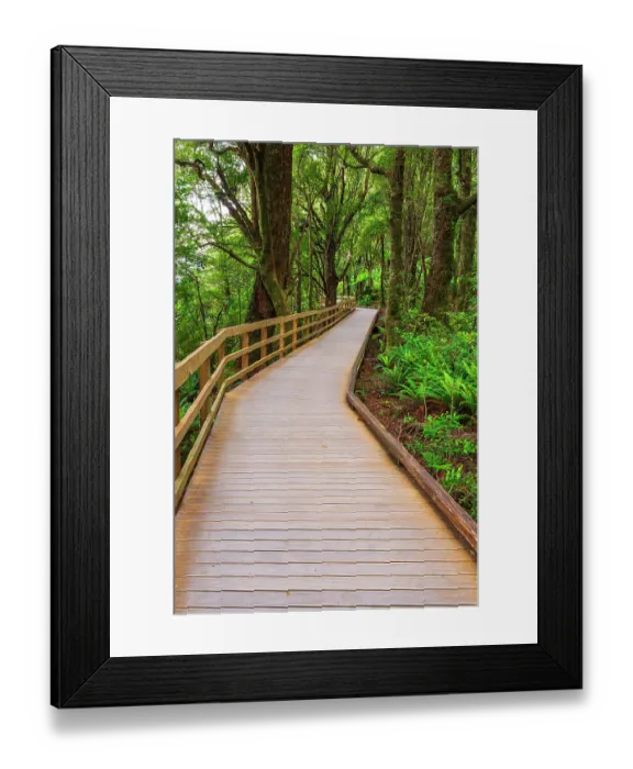 Framed Print : Boardwalk through rainforest at Milford Sound, Fiordland National Park, South Island, New Zealand Framed Print : Boardwalk through rainforest at Milford Sound, Fiordland National Park, South Island, New Zealand