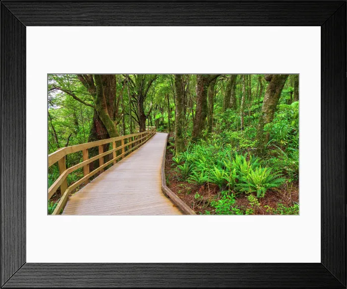 Framed Print : Boardwalk through rainforest at Milford Sound, Fiordland National Park, South Island, New Zealand