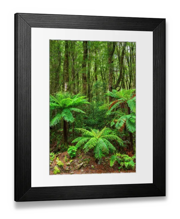 Framed Print : Fern forest at Milford Sound, Fiordland National Park, South Island, New Zealand