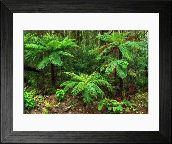Framed Print : Fern forest at Milford Sound, Fiordland National Park, South Island, New Zealand Framed Print : Fern forest at Milford Sound, Fiordland National Park, South Island, New Zealand