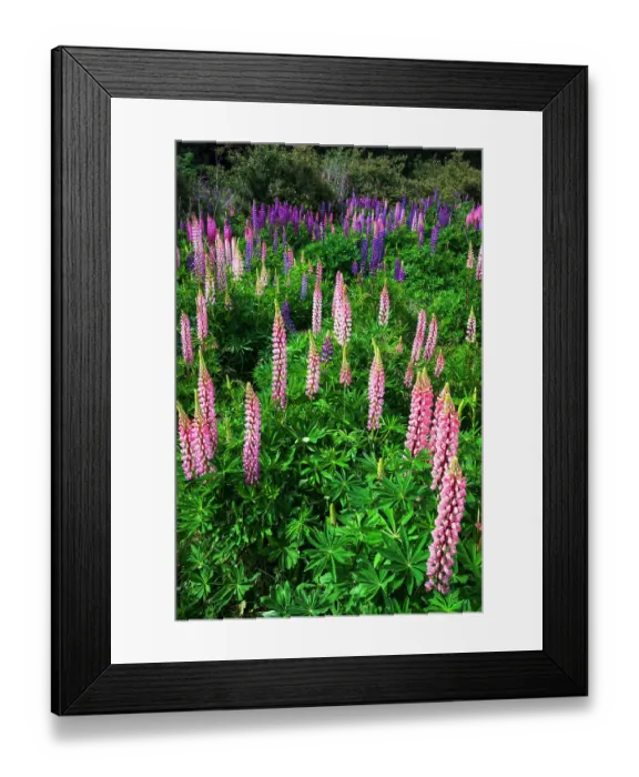 Framed Print : Lupine near Lindis Valley, Otago, South Island, New Zealand