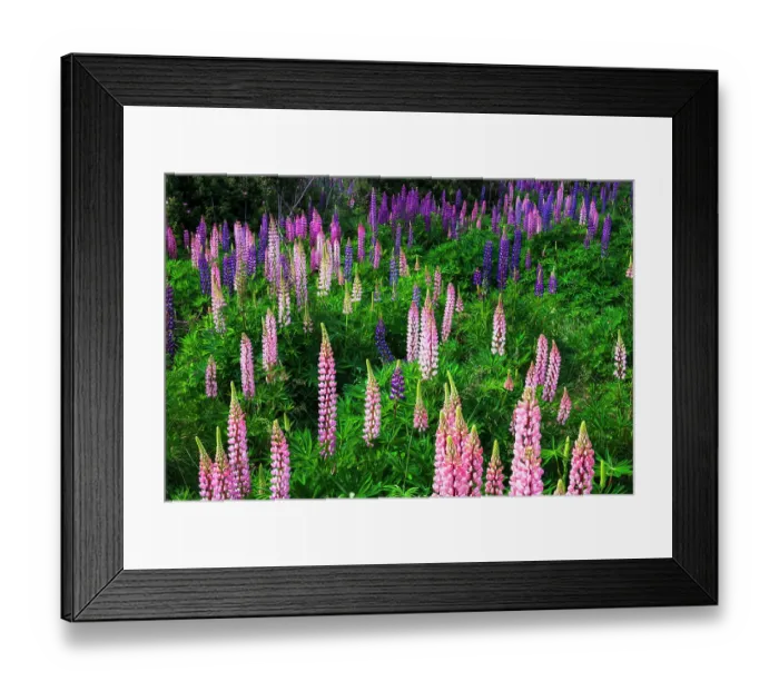 Framed Print : Lupine near Lindis Valley, Otago, South Island, New Zealand