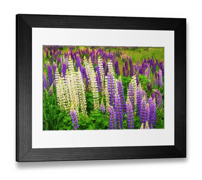 Framed Print : Lupine, Fiordland National Park, South Island, New Zealand