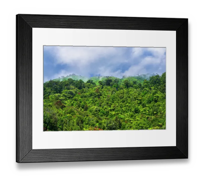 Framed Print : Lush forest, Paparoa National Park, Punakaiki, New Zealand Framed Print : Lush forest, Paparoa National Park, Punakaiki, New Zealand