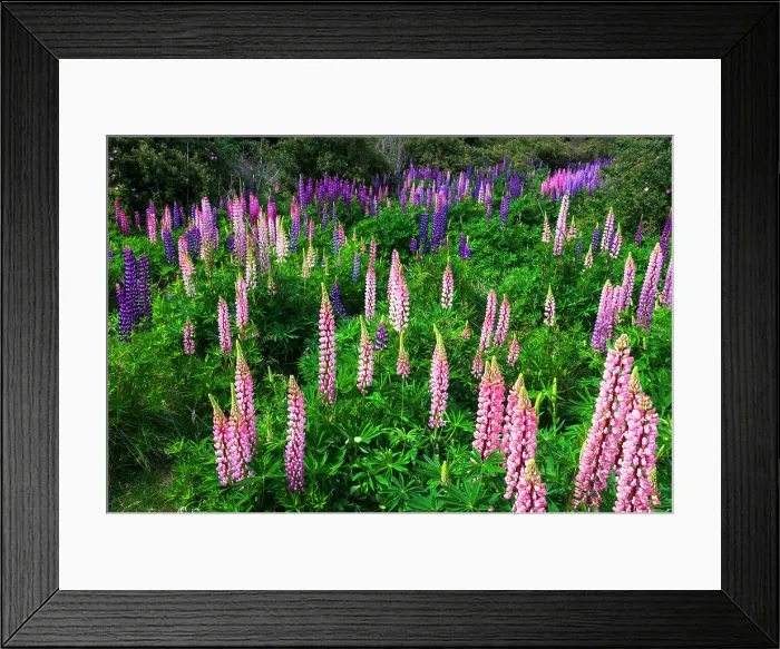 Framed Print : Lupine near Lindis Valley, Otago, South Island, New Zealand