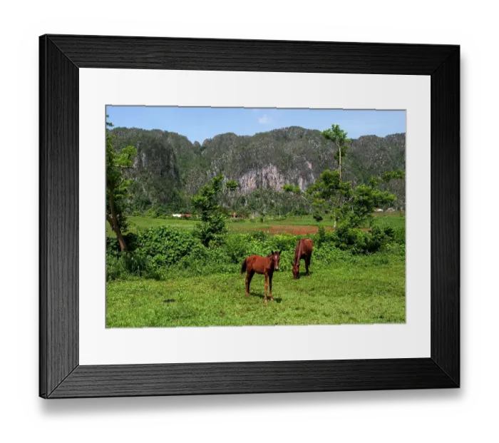 Framed Print : Cuba. Horses graze near a tobacco field in Cuba
