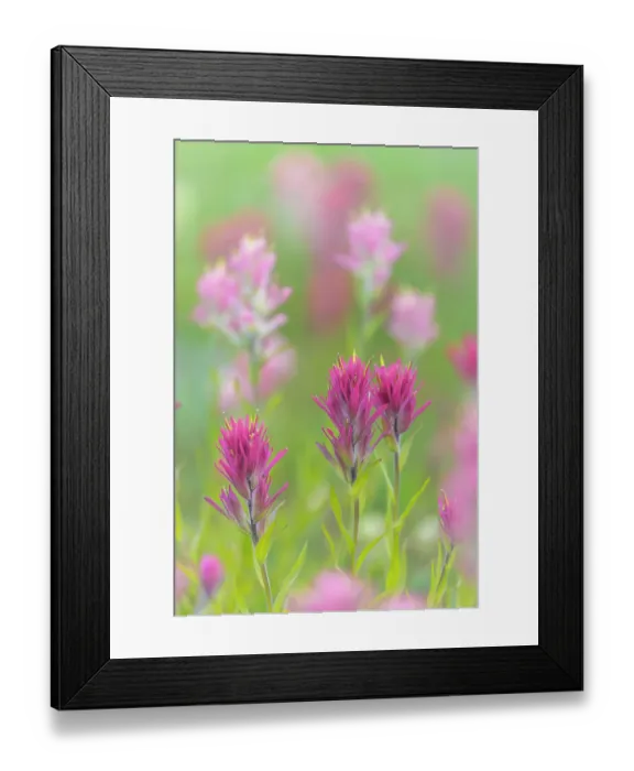 Framed Print : Canada, British Columbia, East Kootenay Mountains. Indian paintbrush flowers. ©Don Paulson / Jaynes Gallery / DanitaDelimont.com Framed Print : Canada, British Columbia, East Kootenay Mountains. Indian paintbrush flowers. ©Don Paulson / Jaynes Gallery / DanitaDelimont.com