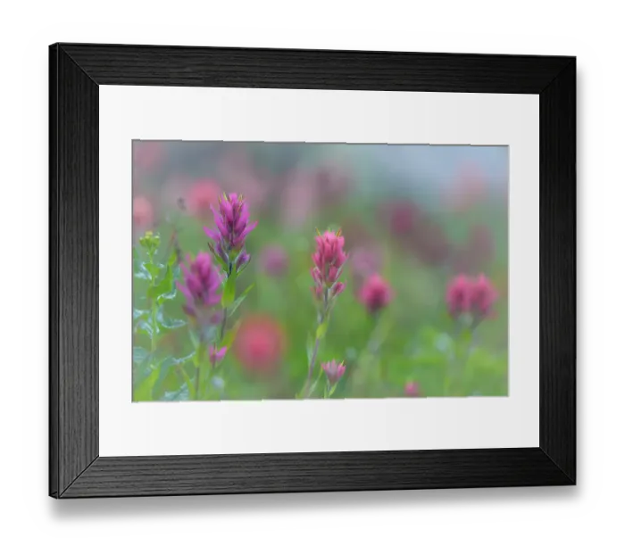 Framed Print : Canada, British Columbia, East Kootenay Mountains. Indian paintbrush flowers. ©Don Paulson / Jaynes Gallery / DanitaDelimont.com Framed Print : Canada, British Columbia, East Kootenay Mountains. Indian paintbrush flowers. ©Don Paulson / Jaynes Gallery / DanitaDelimont.com