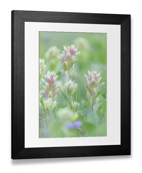 Framed Print : Canada, British Columbia, East Kootenay Mountains. Indian paintbrush flowers. ©Don Paulson  /  Jaynes Gallery  /  DanitaDelimont.com