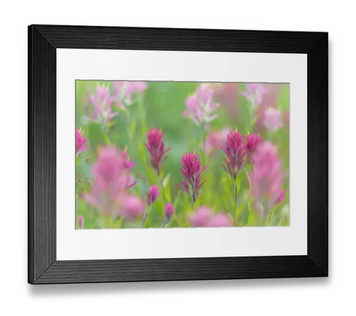 Framed Print : Canada, British Columbia, East Kootenay Mountains. Indian paintbrush flowers. ©Don Paulson / Jaynes Gallery / DanitaDelimont.com Framed Print : Canada, British Columbia, East Kootenay Mountains. Indian paintbrush flowers. ©Don Paulson / Jaynes Gallery / DanitaDelimont.com