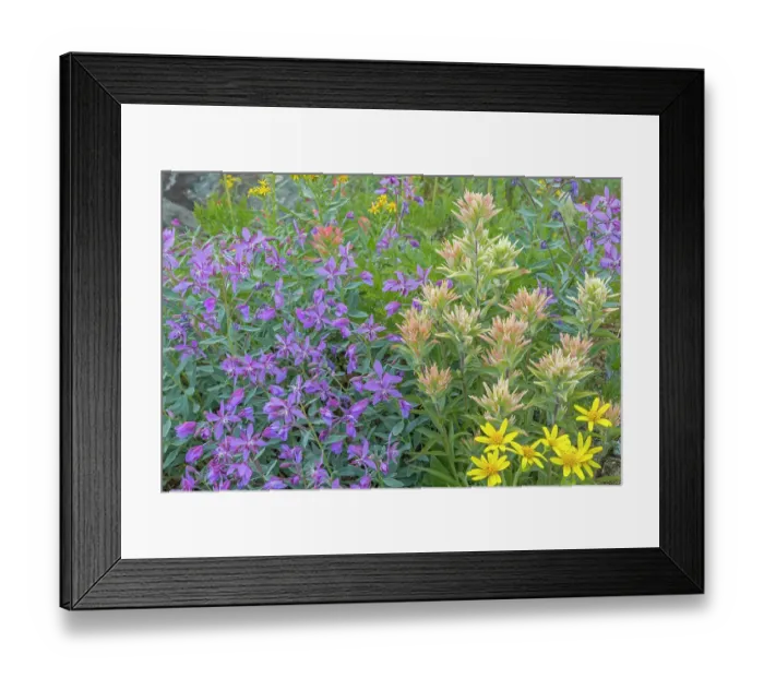 Framed Print : Canada, British Columbia, Selkirk Mountains. Wildflowers in meadow. ©Don Paulson  /  Jaynes Gallery  /  DanitaDelimont.com