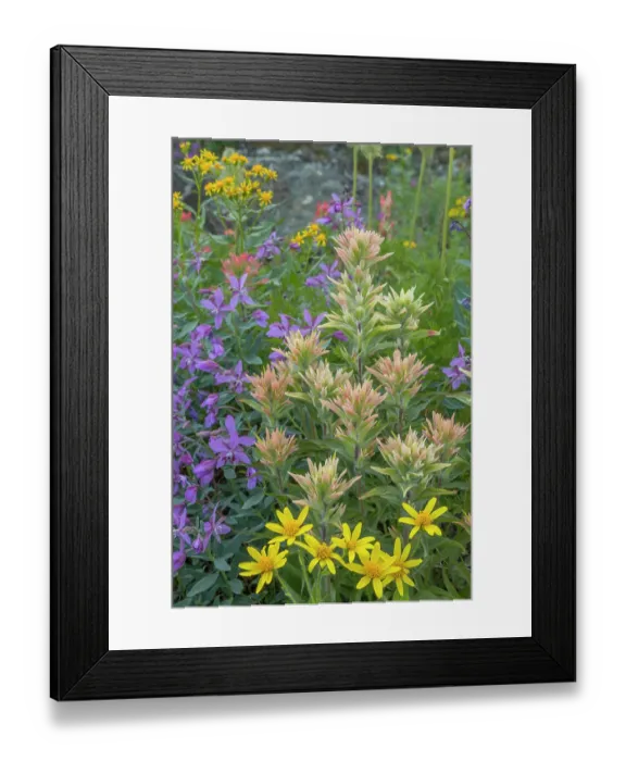 Framed Print : Canada, British Columbia, Selkirk Mountains. Wildflowers in meadow. ©Don Paulson  /  Jaynes Gallery  /  DanitaDelimont.com