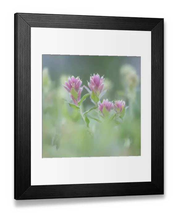 Framed Print : Canada, British Columbia, East Kootenay Mountains. Indian paintbrush flowers. ©Don Paulson / Jaynes Gallery / DanitaDelimont.com Framed Print : Canada, British Columbia, East Kootenay Mountains. Indian paintbrush flowers. ©Don Paulson / Jaynes Gallery / DanitaDelimont.com