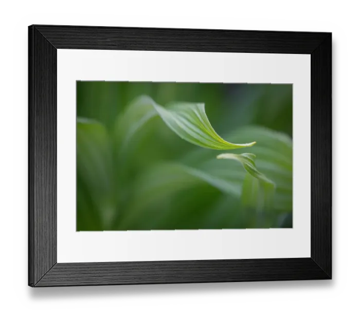 Framed Print : Canada, British Columbia, Selkirk Mountains. False hellebore leaves close-up. ©Don Paulson / Jaynes Gallery / DanitaDelimont.com Framed Print : Canada, British Columbia, Selkirk Mountains. False hellebore leaves close-up. ©Don Paulson / Jaynes Gallery / DanitaDelimont.com