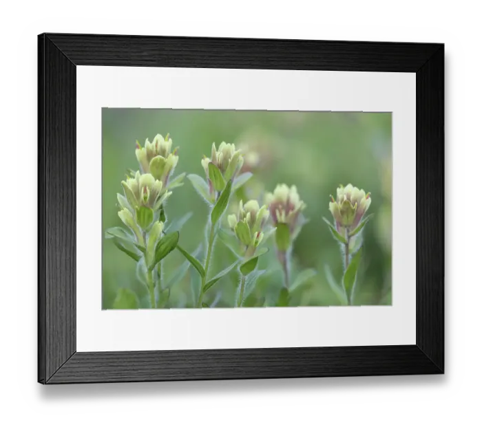 Framed Print : Canada, British Columbia, East Kootenay Mountains. Indian paintbrush flowers. ©Don Paulson / Jaynes Gallery / DanitaDelimont.com Framed Print : Canada, British Columbia, East Kootenay Mountains. Indian paintbrush flowers. ©Don Paulson / Jaynes Gallery / DanitaDelimont.com