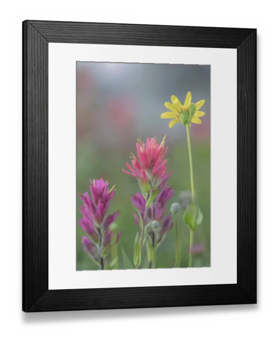 Framed Print : Canada, British Columbia, East Kootenay Mountains. Indian paintbrush and daisy flowers. ©Don Paulson / Jaynes Gallery / DanitaDelimont.com Framed Print : Canada, British Columbia, East Kootenay Mountains. Indian paintbrush and daisy flowers. ©Don Paulson / Jaynes Gallery / DanitaDelimont.com
