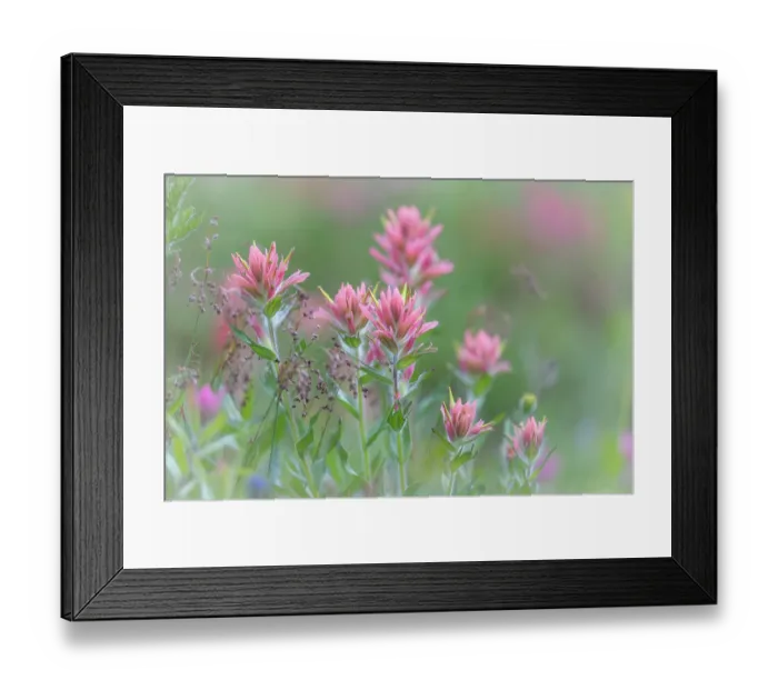 Framed Print : Canada, British Columbia, East Kootenay Mountains. Indian paintbrush flowers. ©Don Paulson / Jaynes Gallery / DanitaDelimont.com Framed Print : Canada, British Columbia, East Kootenay Mountains. Indian paintbrush flowers. ©Don Paulson / Jaynes Gallery / DanitaDelimont.com