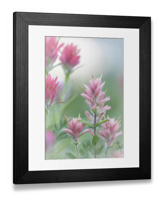 Framed Print : Canada, British Columbia, East Kootenay Mountains. Indian paintbrush flowers. ©Don Paulson / Jaynes Gallery / DanitaDelimont.com Framed Print : Canada, British Columbia, East Kootenay Mountains. Indian paintbrush flowers. ©Don Paulson / Jaynes Gallery / DanitaDelimont.com