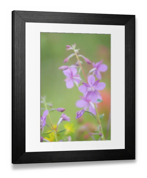 Framed Print : Canada, British Columbia, Selkirk Mountains. River beauty flowers close-up. ©Don Paulson / Jaynes Gallery / DanitaDelimont.com Framed Print : Canada, British Columbia, Selkirk Mountains. River beauty flowers close-up. ©Don Paulson / Jaynes Gallery / DanitaDelimont.com