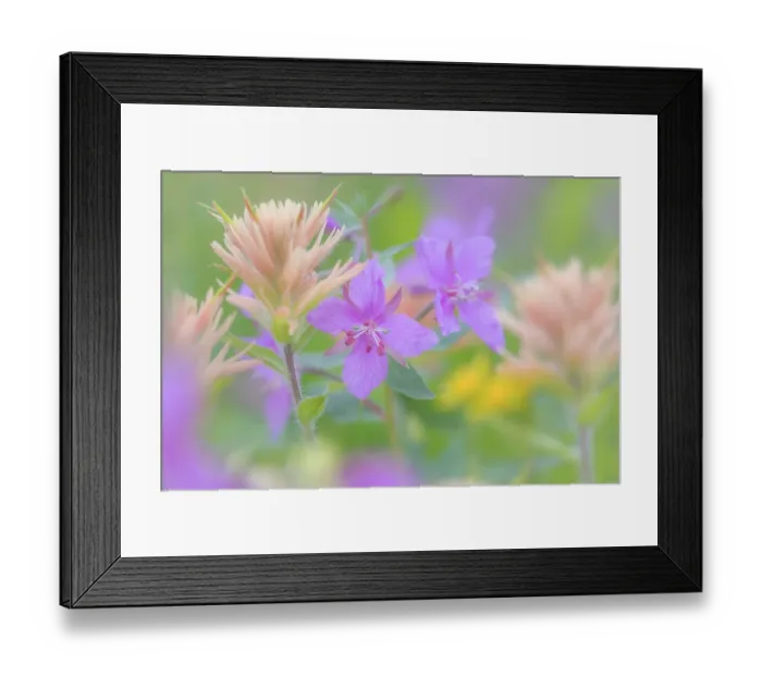Framed Print : Canada, British Columbia, Selkirk Mountains. Close-up of river beauty and Indian paintbrush flowers. ©Don Paulson  /  Jaynes Gallery  /  DanitaDelimont.com