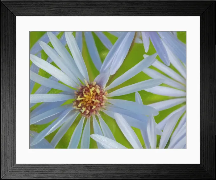 Framed Print : Canada, British Columbia. Painterly close-up of light blue wildflowers. ©Don Paulson / Jaynes Gallery / DanitaDelimont.com Framed Print : Canada, British Columbia. Painterly close-up of light blue wildflowers. ©Don Paulson / Jaynes Gallery / DanitaDelimont.com