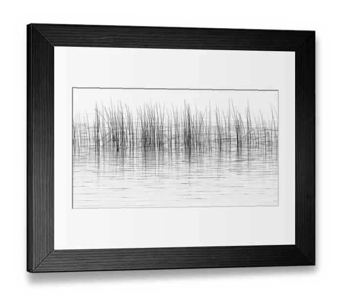 Framed Print : Canada, British Columbia. Black and white of reeds reflect in Lac Le Jeune. ©Don Paulson  /  Jaynes Gallery  /  DanitaDelimont.com