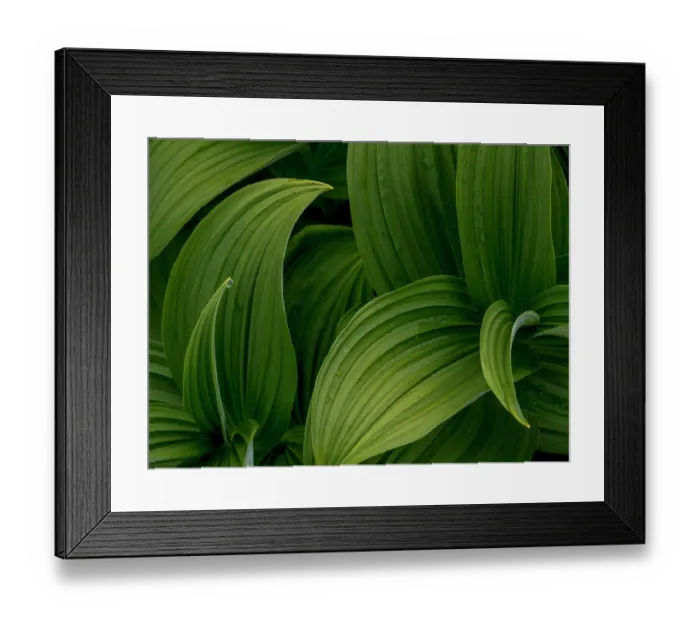 Framed Print : Canada, British Columbia, Selkirk Mountains. Wildflowers in meadow. ©Don Paulson / Jaynes Gallery / DanitaDelimont.com Framed Print : Canada, British Columbia, Selkirk Mountains. Wildflowers in meadow. ©Don Paulson / Jaynes Gallery / DanitaDelimont.com