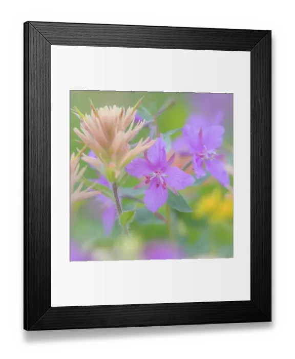 Framed Print : Canada, British Columbia, Selkirk Mountains. Close-up of river beauty and Indian paintbrush flowers. ©Don Paulson  /  Jaynes Gallery  /  DanitaDelimont.com