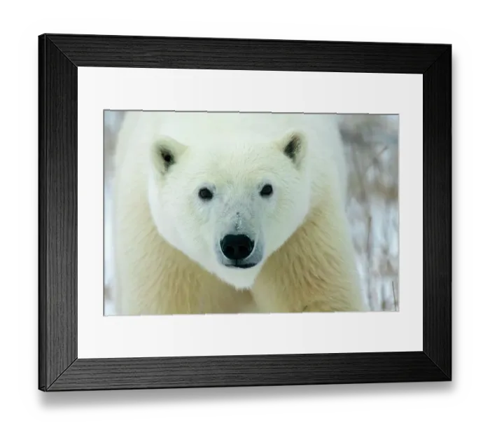Framed Print : Canada, Manitoba, Churchill. Face of polar bear close-up. ©Jim Zuckerman / Jaynes Gallery / DanitaDelimont.com Framed Print : Canada, Manitoba, Churchill. Face of polar bear close-up. ©Jim Zuckerman / Jaynes Gallery / DanitaDelimont.com