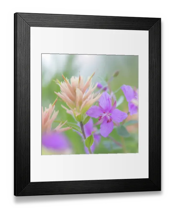 Framed Print : Canada, British Columbia, Selkirk Mountains. Close-up of river beauty and Indian paintbrush flowers. ©Don Paulson / Jaynes Gallery / DanitaDelimont.com Framed Print : Canada, British Columbia, Selkirk Mountains. Close-up of river beauty and Indian paintbrush flowers. ©Don Paulson / Jaynes Gallery / DanitaDelimont.com