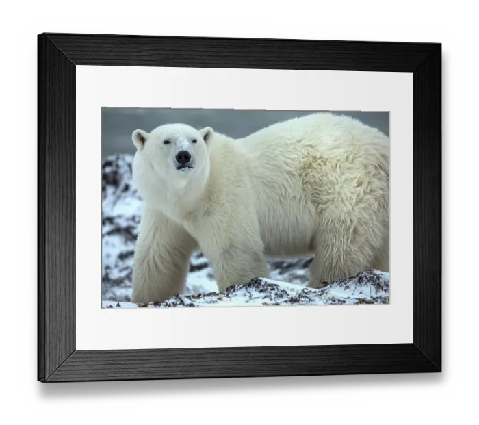 Framed Print : Canada, Manitoba, Churchill. Male polar bear close-up. ©Jim Zuckerman / Jaynes Gallery / DanitaDelimont.com Framed Print : Canada, Manitoba, Churchill. Male polar bear close-up. ©Jim Zuckerman / Jaynes Gallery / DanitaDelimont.com
