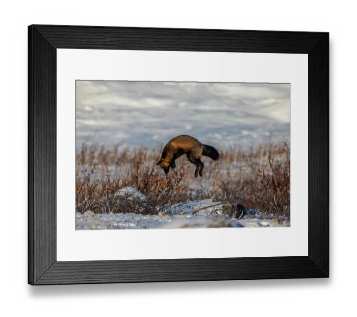 Framed Print : Canada, Manitoba, Hudson Bay. Cross fox hunting for underground rodent. ©Jim Zuckerman / Jaynes Gallery / DanitaDelimont.com Framed Print : Canada, Manitoba, Hudson Bay. Cross fox hunting for underground rodent. ©Jim Zuckerman / Jaynes Gallery / DanitaDelimont.com