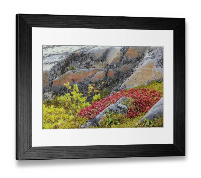 Framed Print : Arctic tundra details in early autumn in Northern Manitoba