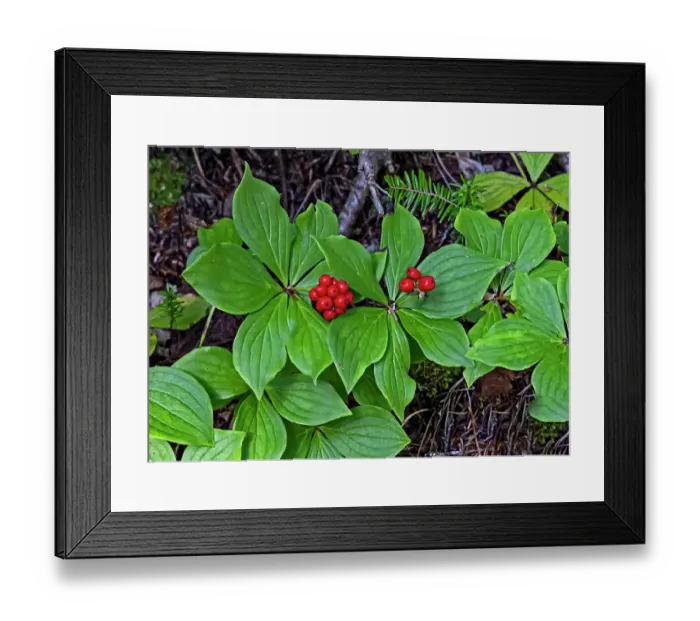 Framed Print : Quebec, Havre-Saint-Pierre, Canada. Archipelago National Park, Canadian bunchberry
