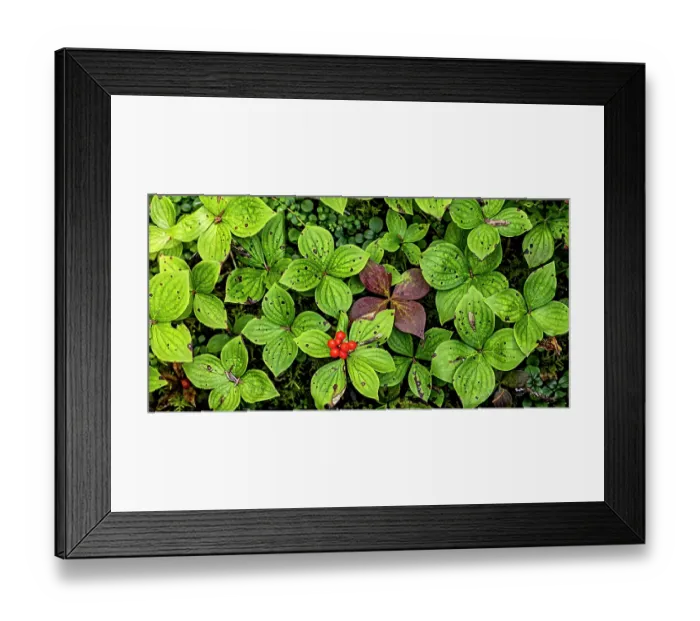 Framed Print : Quebec, Havre-Saint-Pierre, Canada. Archipelago National Park, Canadian bunchberry Framed Print : Quebec, Havre-Saint-Pierre, Canada. Archipelago National Park, Canadian bunchberry