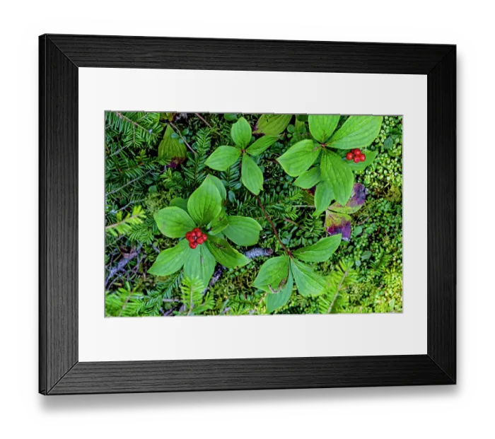 Framed Print : Quebec, Havre-Saint-Pierre, Canada. Archipelago National Park, Canadian bunchberry