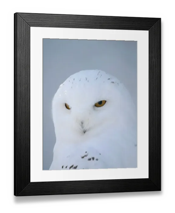 Framed Print : Finland, Ranua Wildlife Park. Snowy owl during winter Framed Print : Finland, Ranua Wildlife Park. Snowy owl during winter