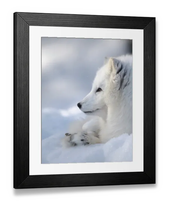 Framed Print : Finland, Ranua Wildlife Park. Dhole, Arctic fox in white winter coat Framed Print : Finland, Ranua Wildlife Park. Dhole, Arctic fox in white winter coat
