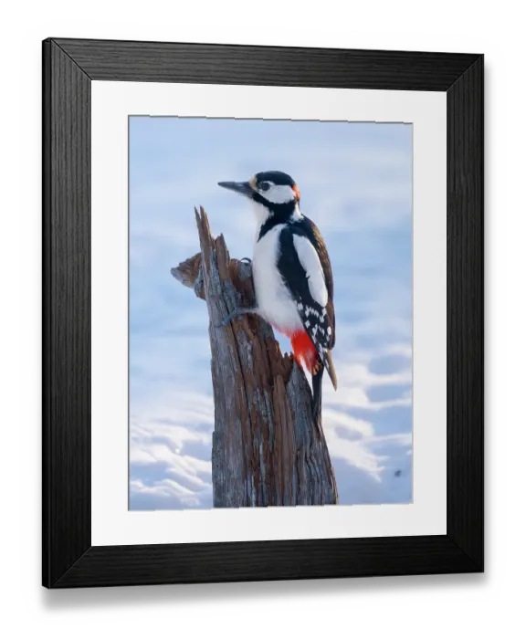 Framed Print : Finland, Oulanka. Great spotted woodpecker during winter near Oulanka National Park