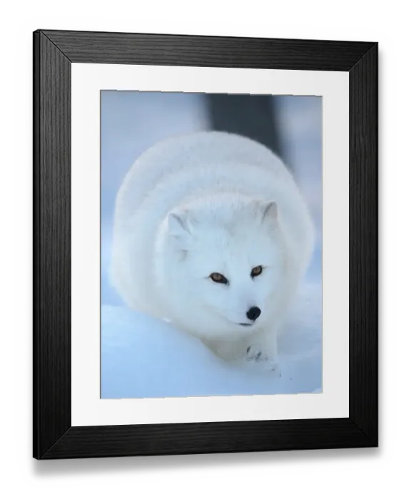 Framed Print : Finland, Ranua Wildlife Park. Dhole, Arctic fox in white winter coat Framed Print : Finland, Ranua Wildlife Park. Dhole, Arctic fox in white winter coat